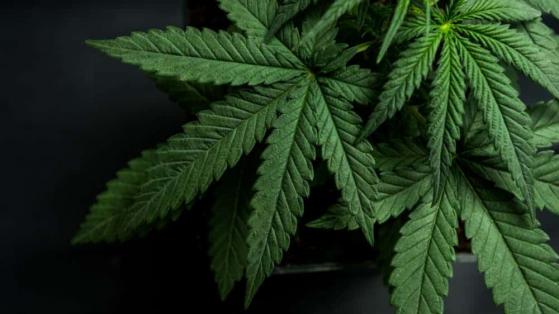 Cannabis Selloff: 3 Weed Stocks to Avoid and 1 Must-Buy