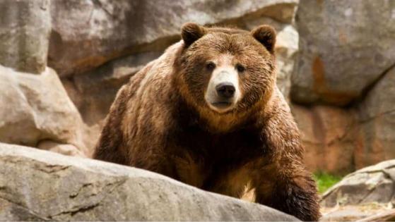 2 Top Stocks to Buy Amid the Bear Market