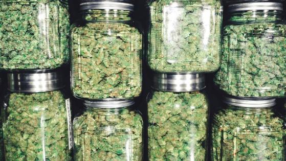 Pot Stocks: Which Pick Offers the Most Potential?