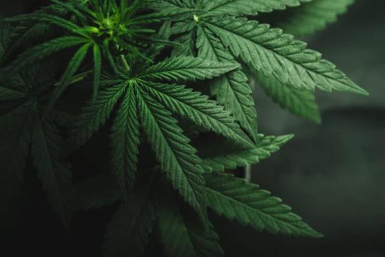 Cannabis Index Rise 2.99%: Brace for a Marijuana Boom in 2022
